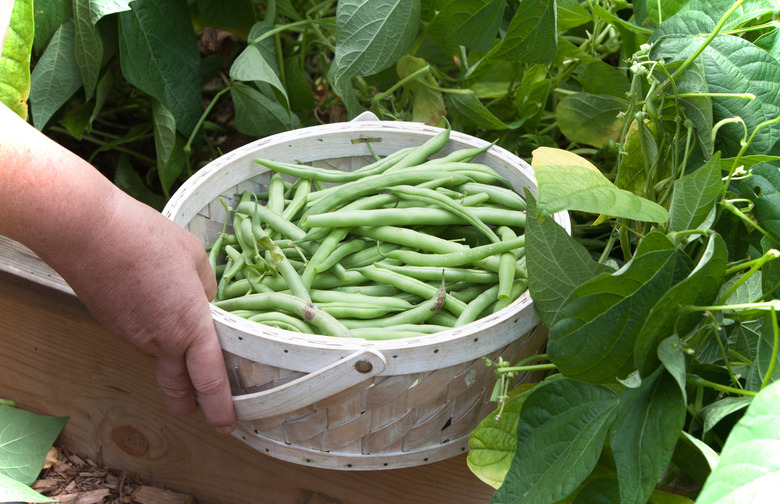 Haricot Verts and Parsley Salad