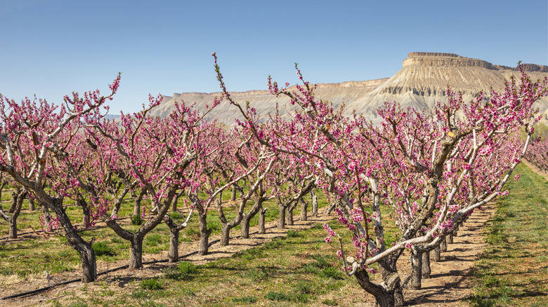 Mount Garfield backdrop to a Palisade peach orchard in Colorado