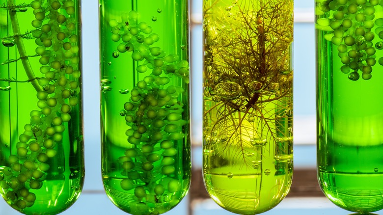 test tubes with algae