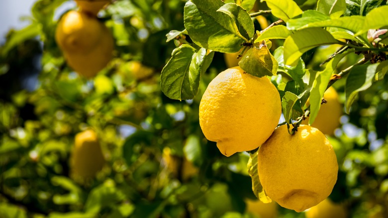 lemons hanging from a tree