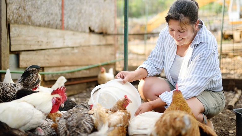 woman feeding chickens