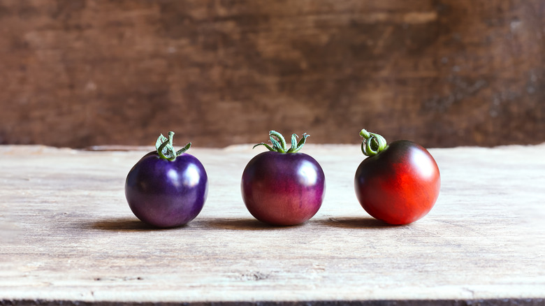 Blue tomatoes of varying ripeness