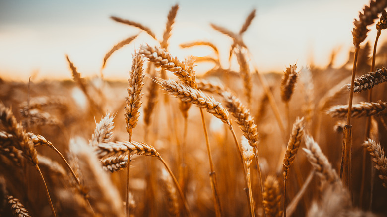 Golden field of grain