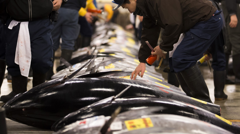 Inspecting large tuna at an auction