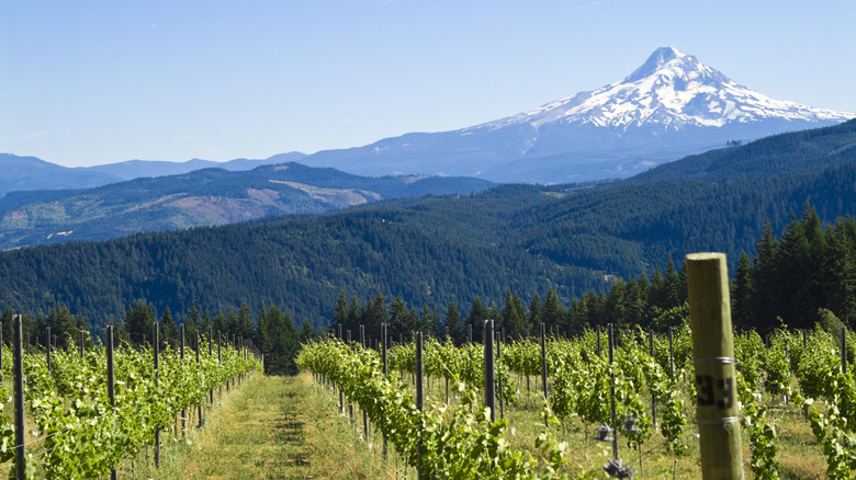 vineyard under mount hood