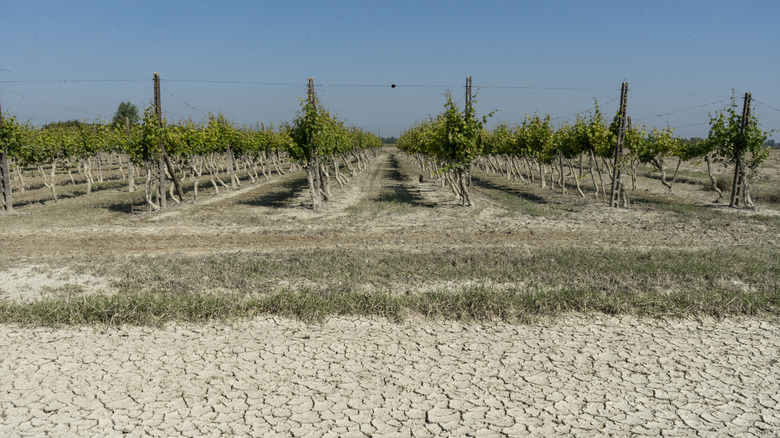 vineyard in cracked mud