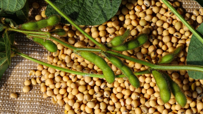 Soybeans and soybean pods