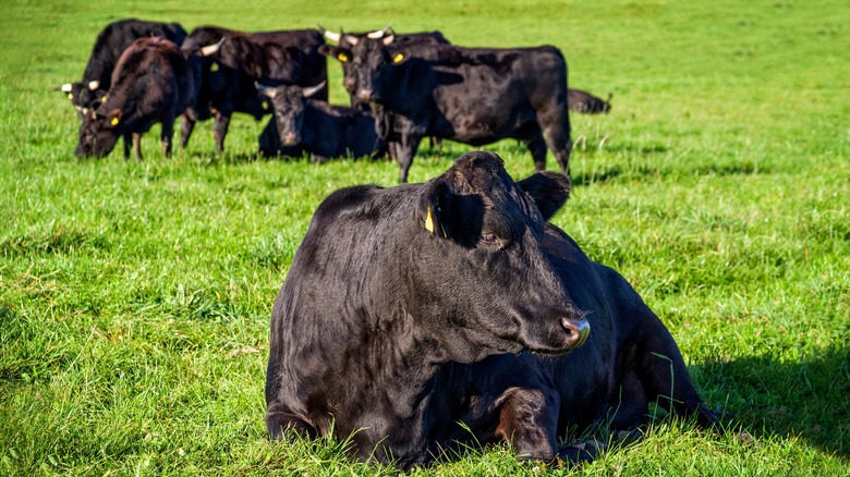 black wagyu relaxing in field