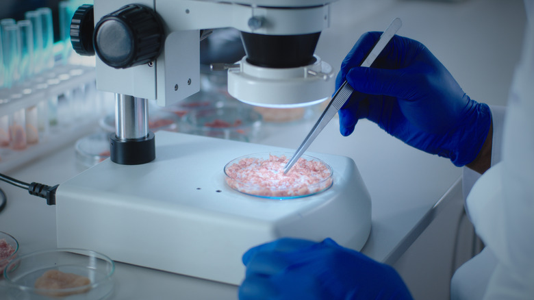 lab-grown meat in petri dish