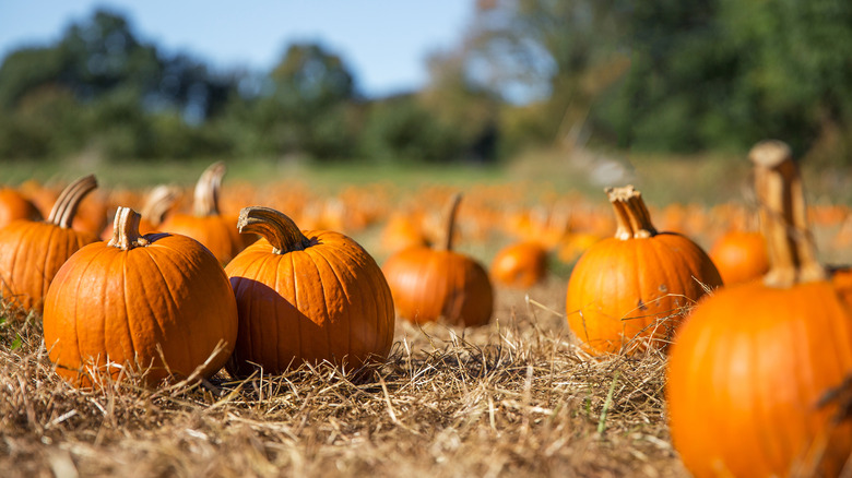 pumpkins in a pumpkin patch