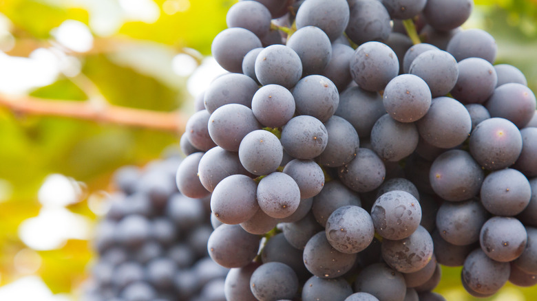 California mission grapes