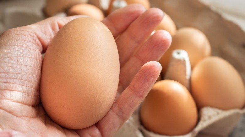 Hand holding a chicken egg