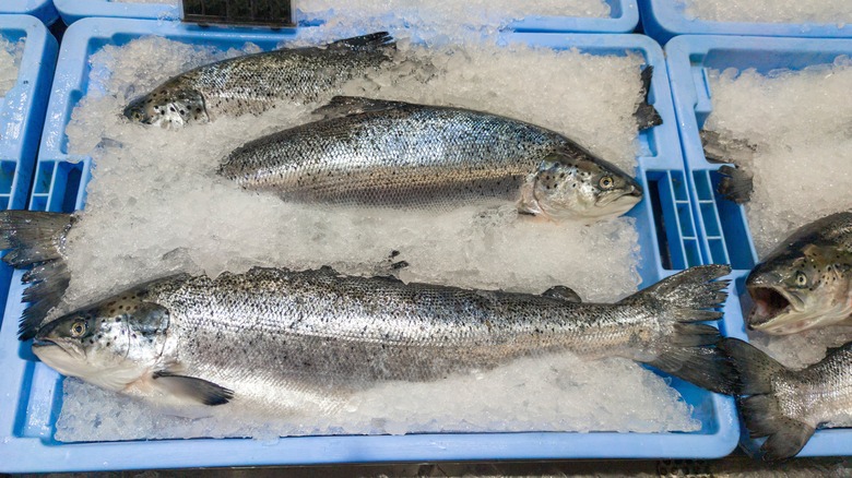 Whole Atlantic salmon on ice