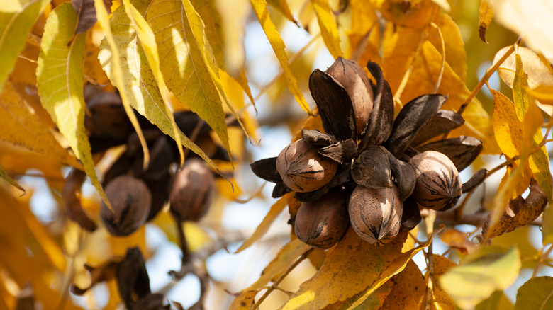 Pecans on a tree