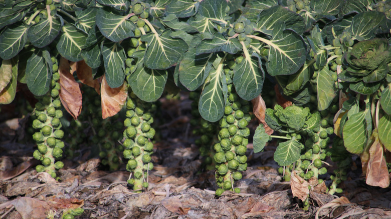 Brussels sprouts plants