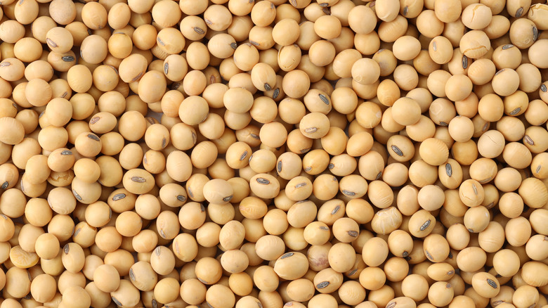 Soybean close-up