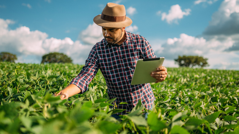 farmer inspects his crops while holding a notepad