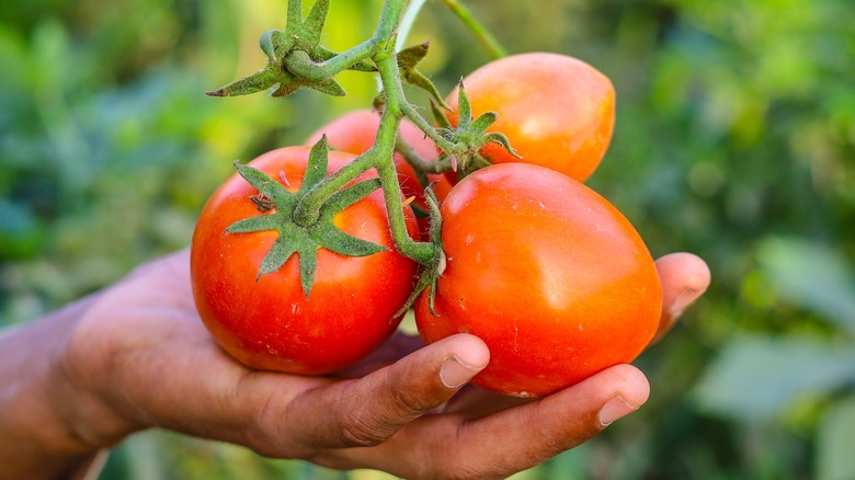 Tomatoes in person's hand