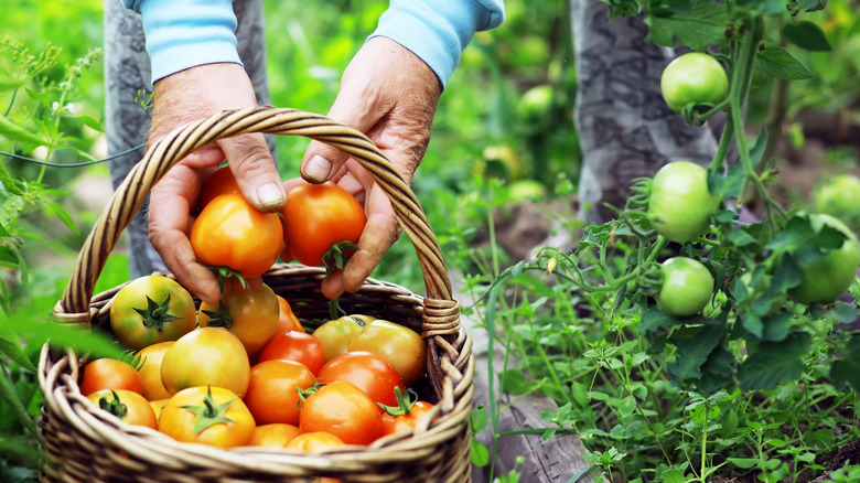 Person putting tomatoes in basket