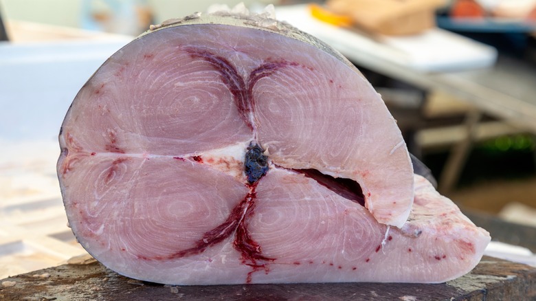 cross section of swordfish