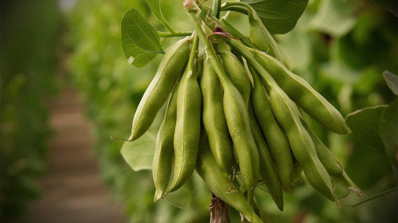 fava beans on the plant