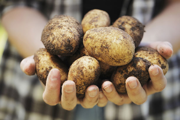 Wash Potatoes in The Dishwasher