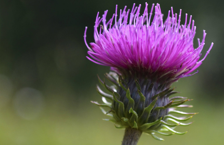 Milk Thistle 