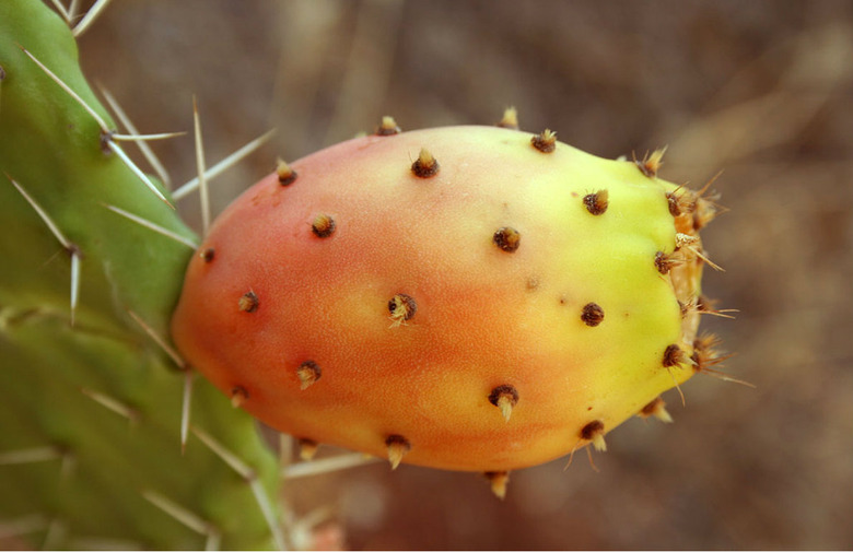 Prickly Pear Cactus 