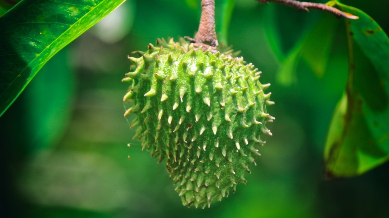 soursop fruit on a tree