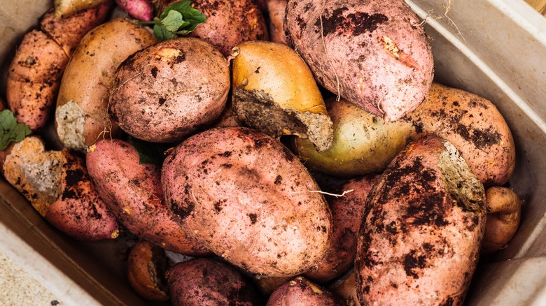 Freshly harvested sweet potatoes