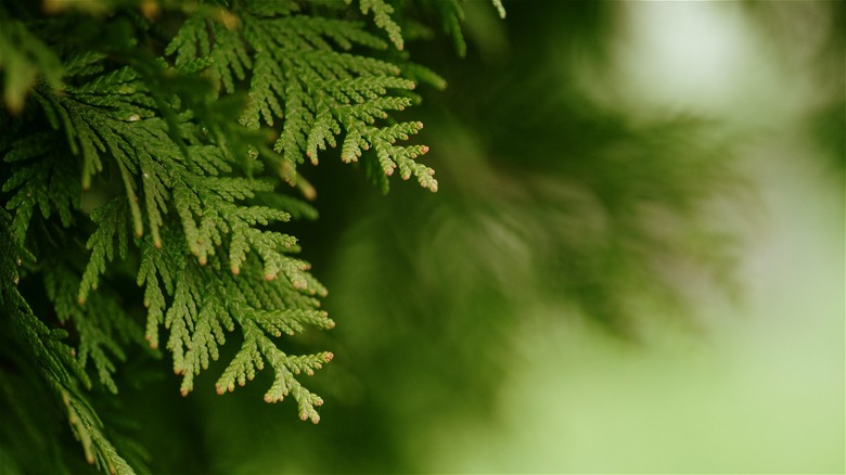 Green cedar tree branches 