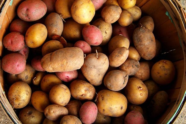 Potatoes: The Staple