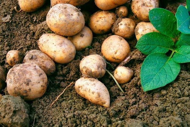 Potatoes: Harvesting