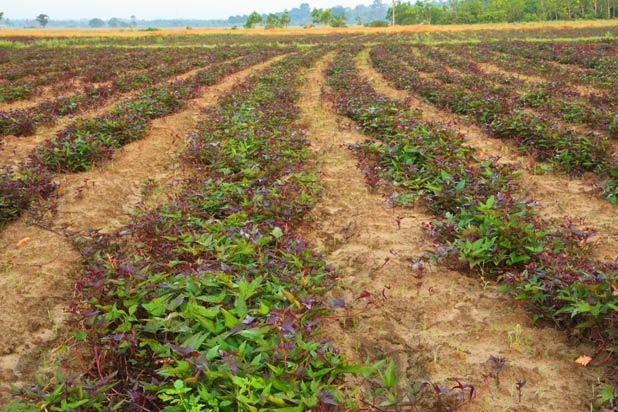 Sweet Potatoes: Planting