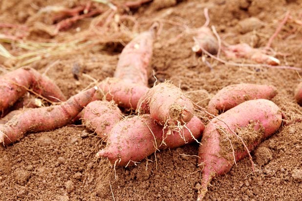 Sweet Potatoes: Harvesting