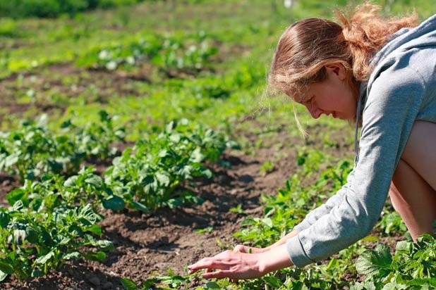 Pumpkins: Maintaining Your Crop