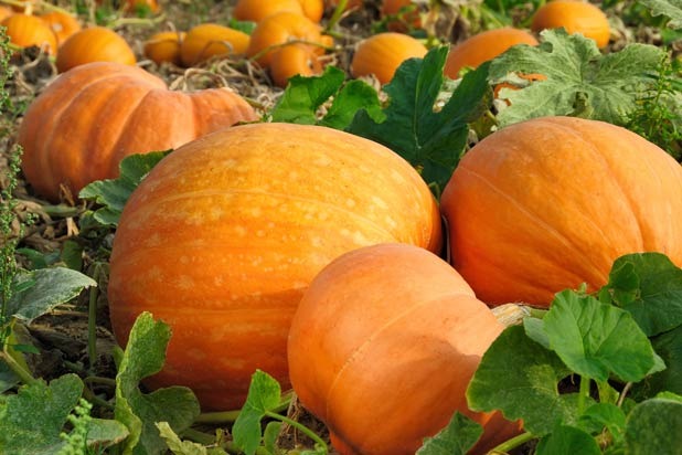 Pumpkins: Harvesting