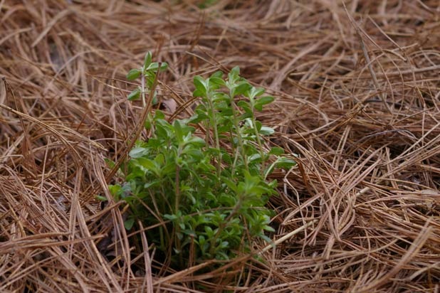 Herbs: Instant Gratification