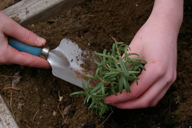 Herbs: Planting