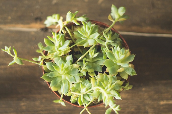 Herbs and Potted Plants