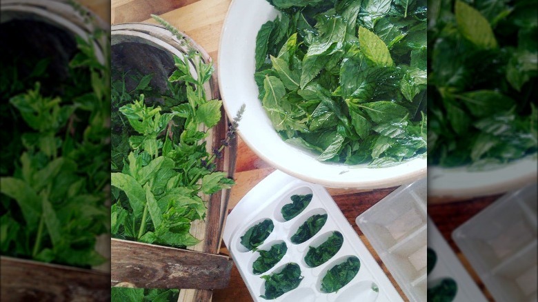 Mint soaking in water and some in an ice cube tray