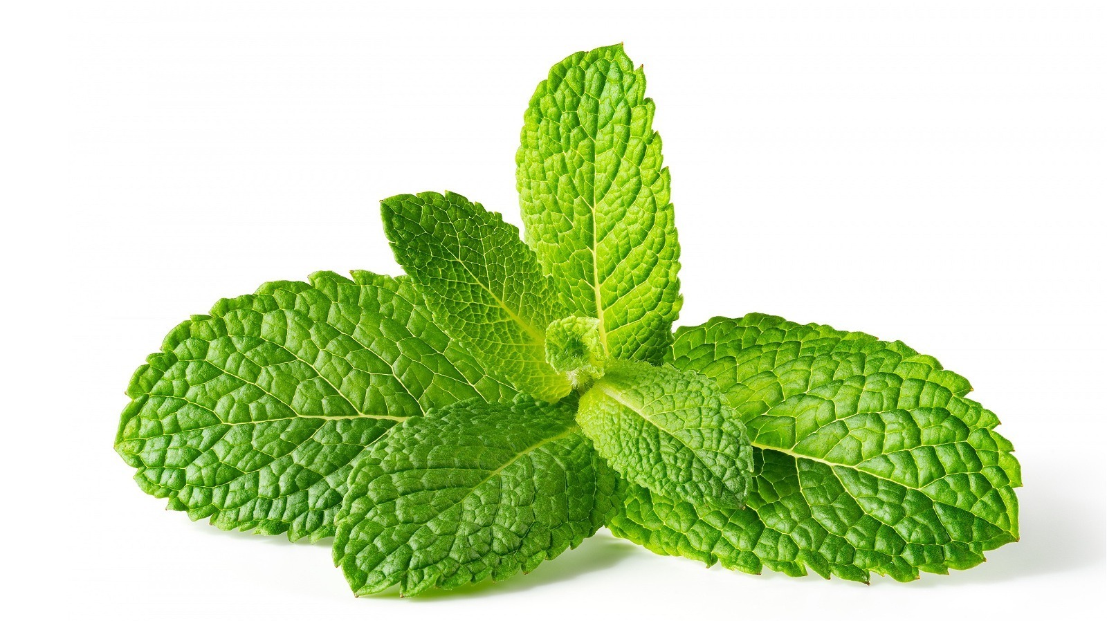 How To Keep Mint Fresh