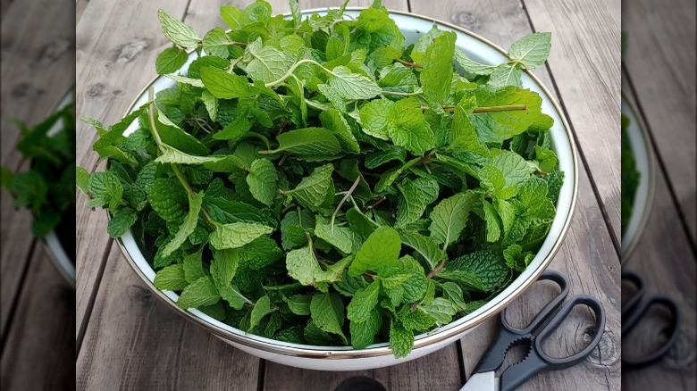 A colander filled with mint leaves 