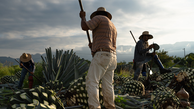 Mexican blue agave production