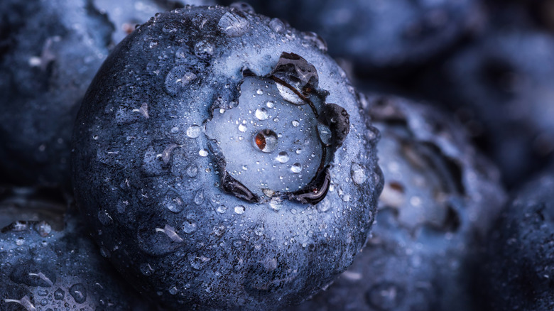 blueberry closeup