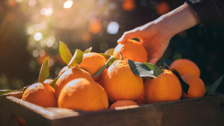 hand picking up harvested orange