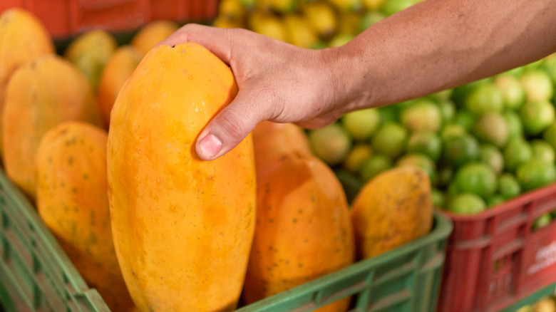 hand picking up large papaya