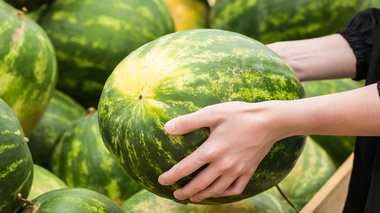 hands holding watermelon