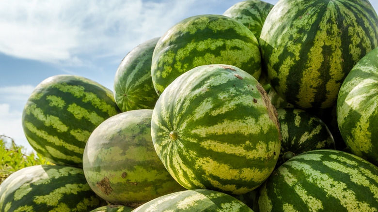 Striped watermelons in a pile