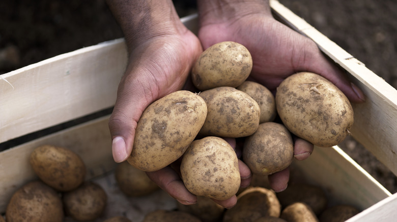 hands holding potatoes